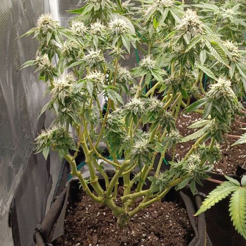 Gorilla Glue growlog timeline photo