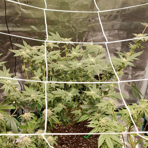 Gorilla Glue growlog timeline photo