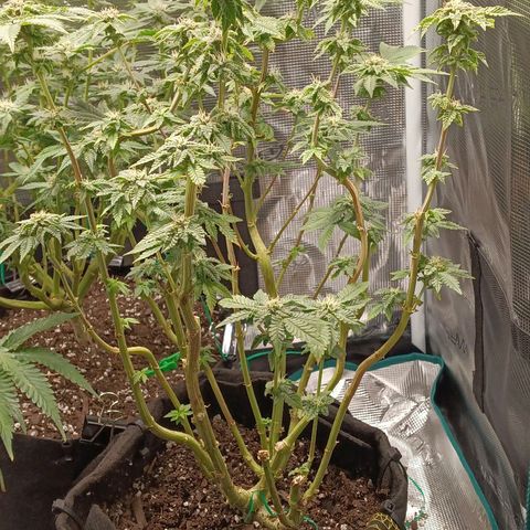 Gorilla Glue growlog timeline photo