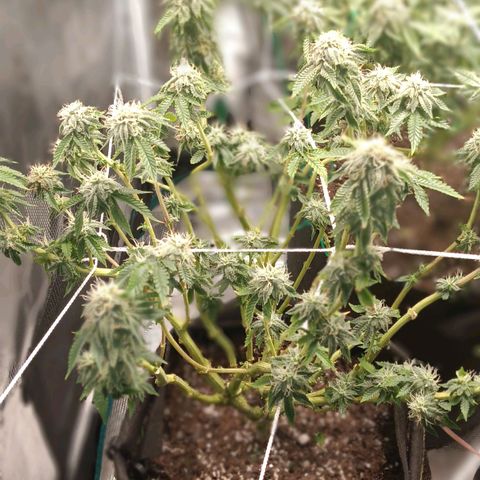 Gorilla Glue growlog timeline photo