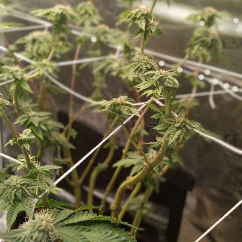 Gorilla Glue growlog timeline photo