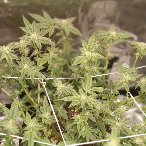 Gorilla Glue growlog timeline photo