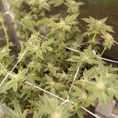 Gorilla Glue growlog timeline photo