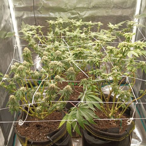 Gorilla Glue growlog timeline photo