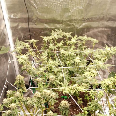Gorilla Glue growlog timeline photo