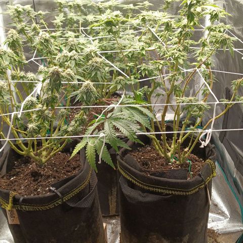 Gorilla Glue growlog timeline photo