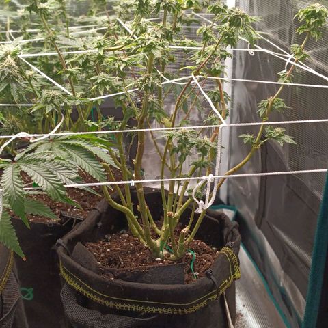 Gorilla Glue growlog timeline photo