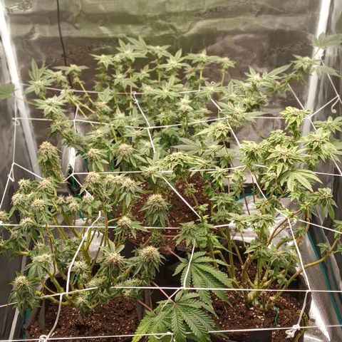 Gorilla Glue growlog timeline photo