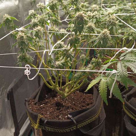 Gorilla Glue growlog timeline photo