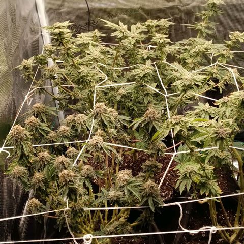 Gorilla Glue growlog timeline photo