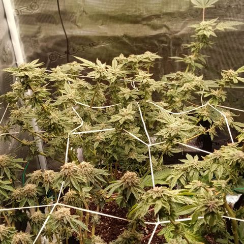 Gorilla Glue growlog timeline photo