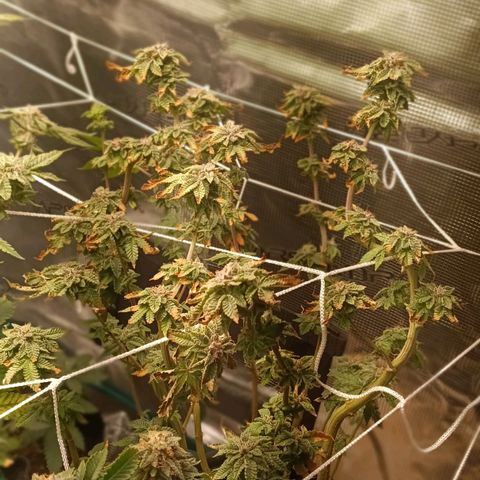 Gorilla Glue growlog timeline photo
