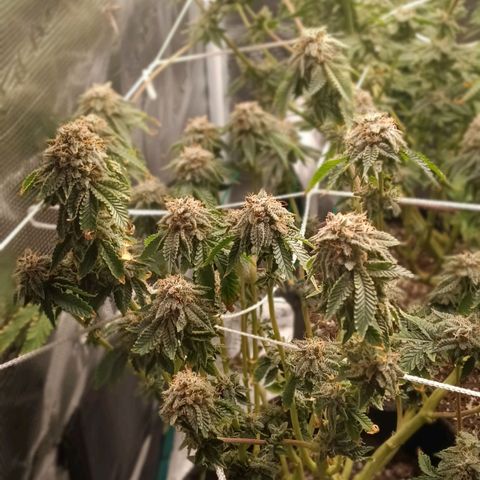 Gorilla Glue growlog timeline photo