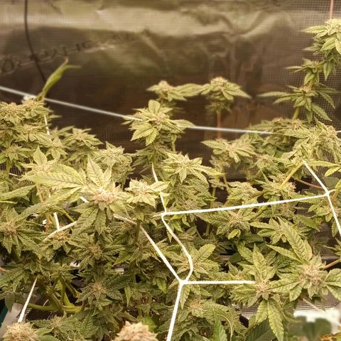Gorilla Glue growlog timeline photo