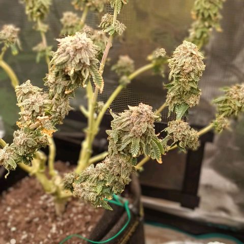 Gorilla Glue growlog timeline photo
