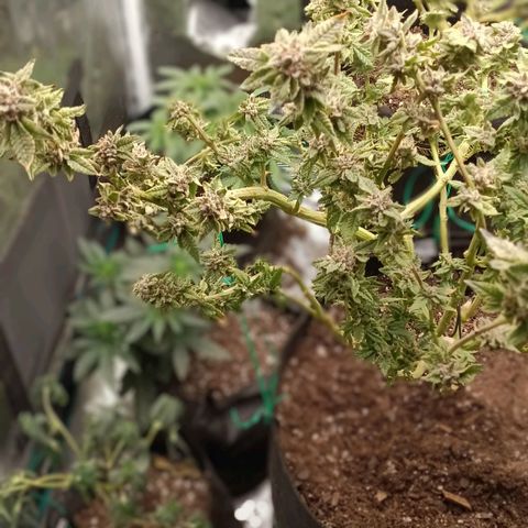 Gorilla Glue growlog timeline photo