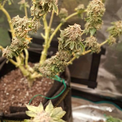 Gorilla Glue growlog timeline photo