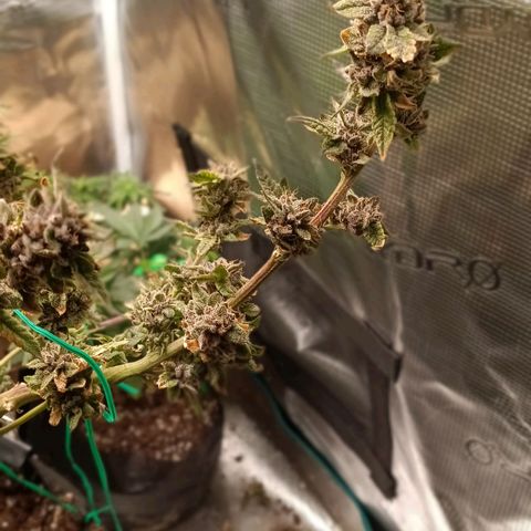 Gorilla Glue growlog timeline photo
