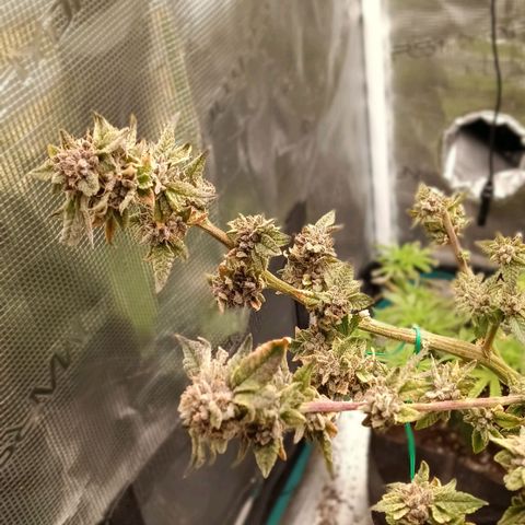 Gorilla Glue growlog timeline photo