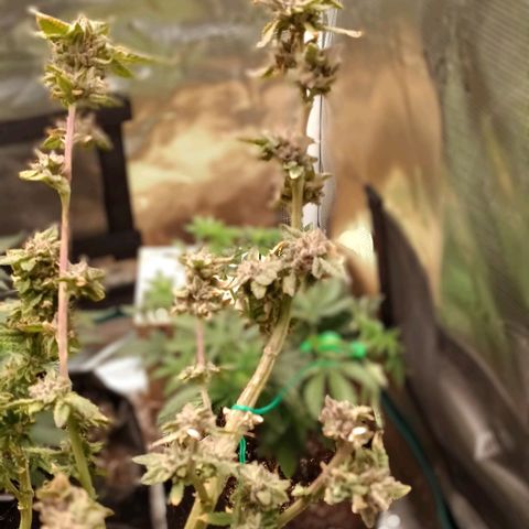 Gorilla Glue growlog timeline photo