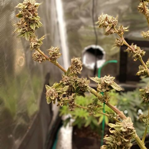 Gorilla Glue growlog timeline photo
