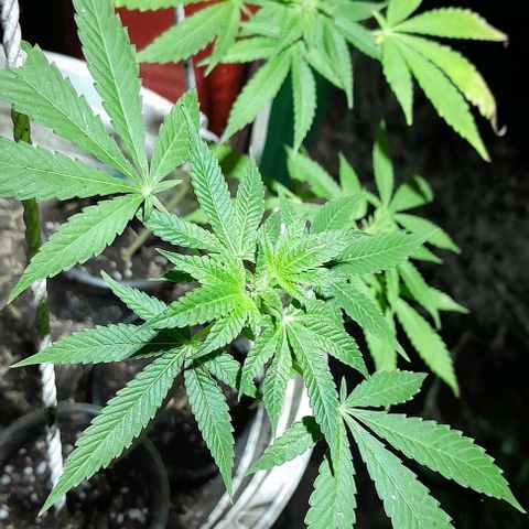 Origins growlog photo: Clones de cookies og en sus 5 semanas despues del enraizamiento, esperando el transplante a materas de 10 litros