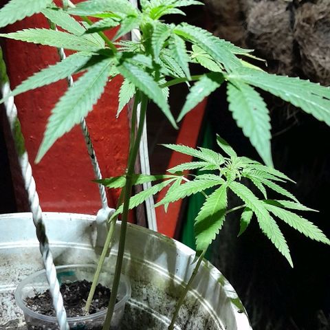 Origins growlog photo: Clones de cookies og en sus 5 semanas despues del enraizamiento, esperando el transplante a materas de 10 litros