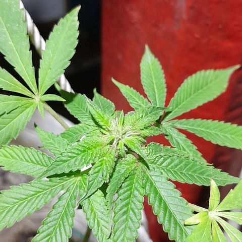 Origins growlog photo: Clones de cookies og en sus 5 semanas despues del enraizamiento, esperando el transplante a materas de 10 litros