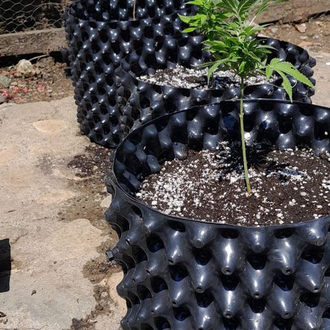 Origins growlog timeline photo