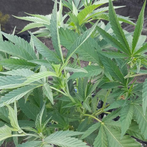 Origins growlog timeline photo