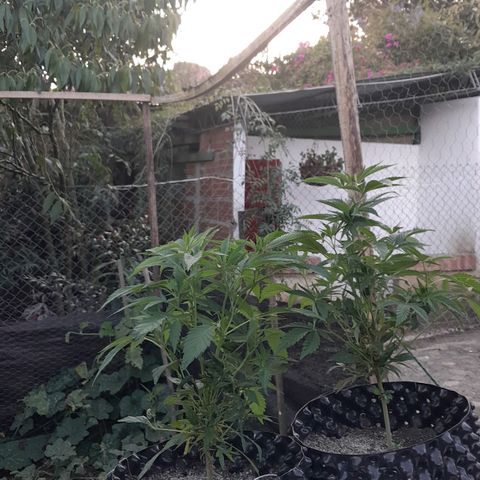 Origins growlog timeline photo
