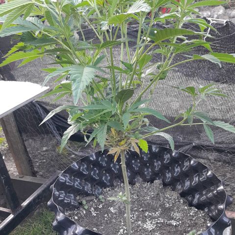 Origins growlog timeline photo