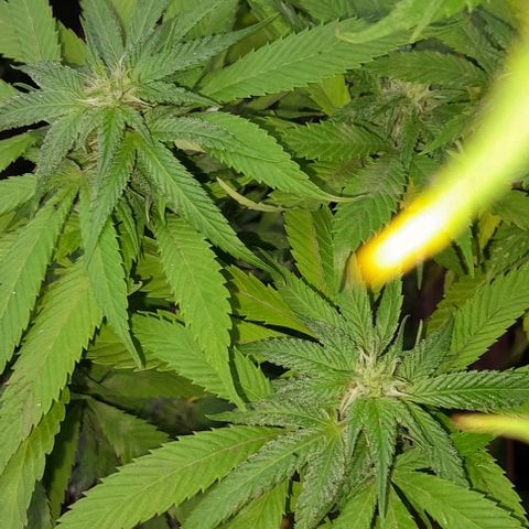 Origins growlog photo: Comenzando la floracion ,  he estado muy lento ,  aprendiendo cada dia mas el cuidado
