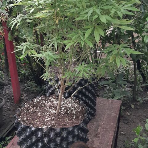 Origins growlog photo: Comenzando la floracion ,  he estado muy lento ,  aprendiendo cada dia mas el cuidado