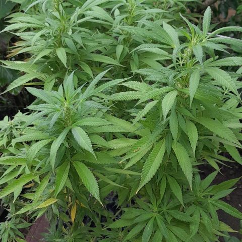 Origins growlog photo: Comenzando la floracion ,  he estado muy lento ,  aprendiendo cada dia mas el cuidado