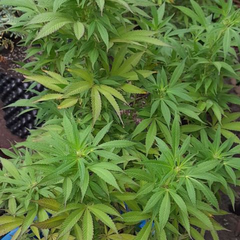 Origins growlog photo: Comenzando la floracion ,  he estado muy lento ,  aprendiendo cada dia mas el cuidado