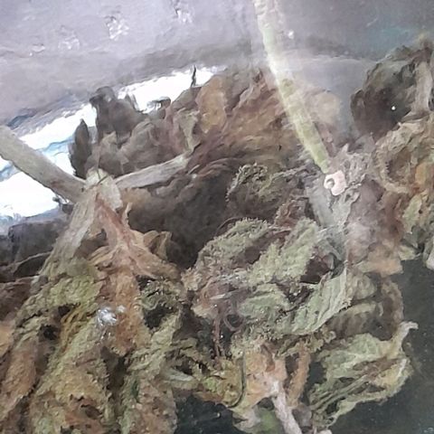 Origins growlog timeline photo