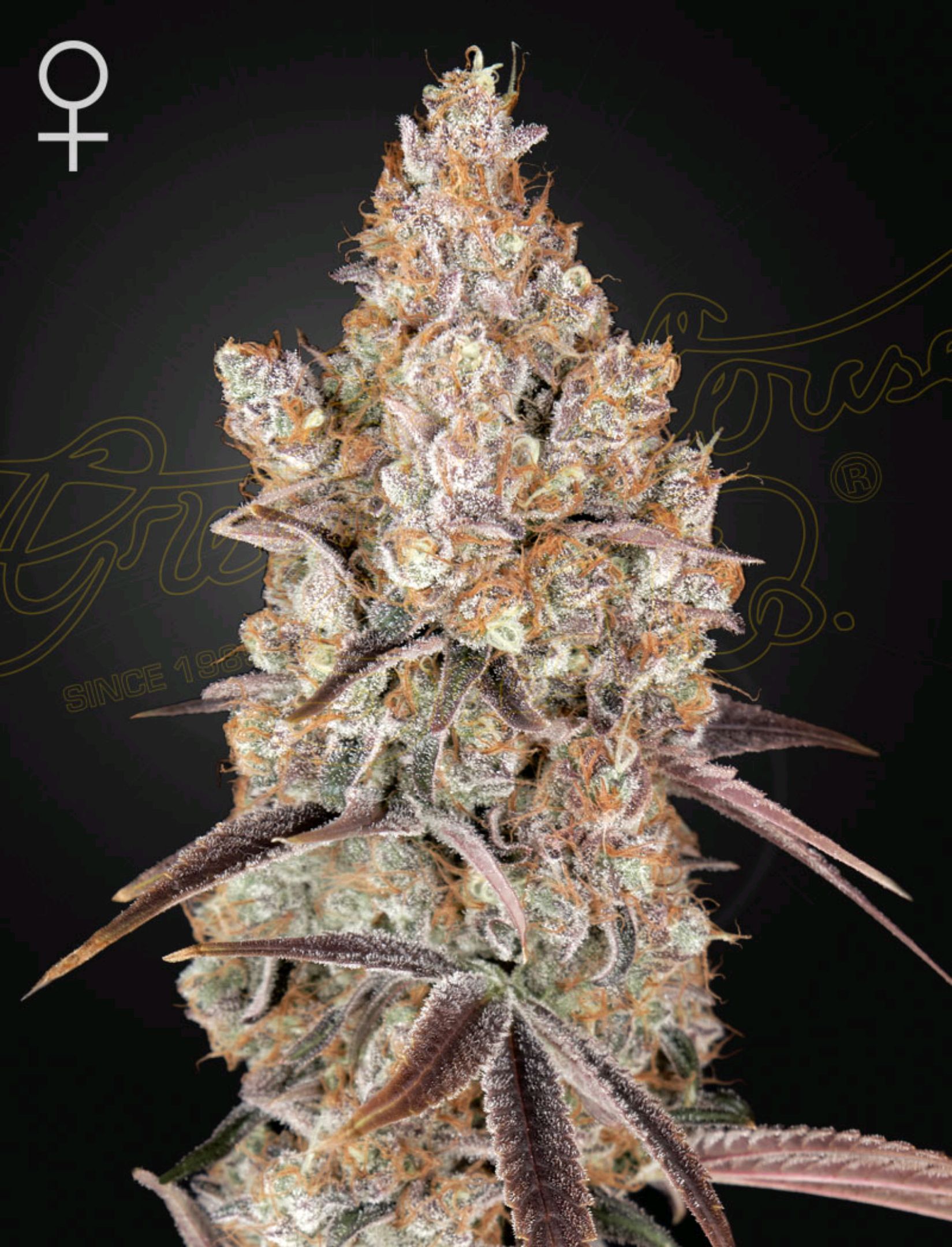 Holy Snow ⁶St (Hawaiian Snow x Holy Punch) growlog header