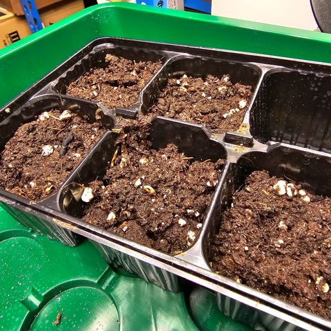 Special Queen #1 × ⁴St. growlog photo: erste Keimung sichtbar bei zwei Samen (v.5) am Ende des 4. Tages. 

Für nächsten Grow: 
- Samen etwas weniger als 2cm in die Anzuchterde. 
- Schon am 2.-3. Tag mit Led beleuchten (zuvor erst bei Tag 3-4 angefangen)