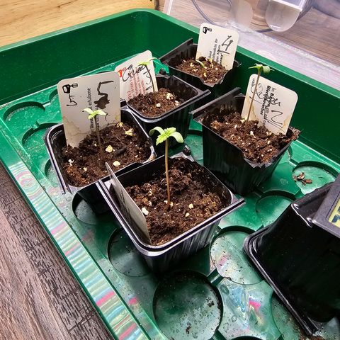 Special Queen #1 × ⁴St. growlog photo: Sieht stark nach spargeln aus aber eigentlich sind die Pflanzen stabil beim Heben und Bewegen