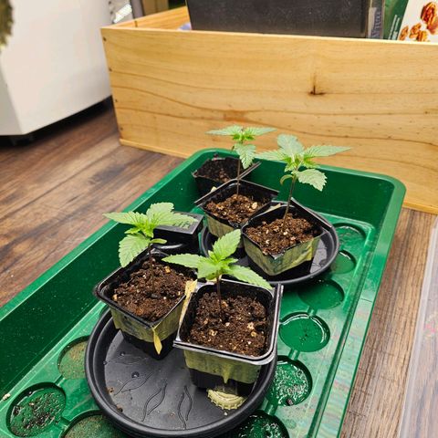 Special Queen #1 × ⁴St. growlog photo: Kurz vor Umtopfen