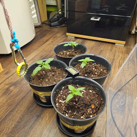 Special Queen #1 × ⁴St. growlog photo: Licht 60%, genau 40cm