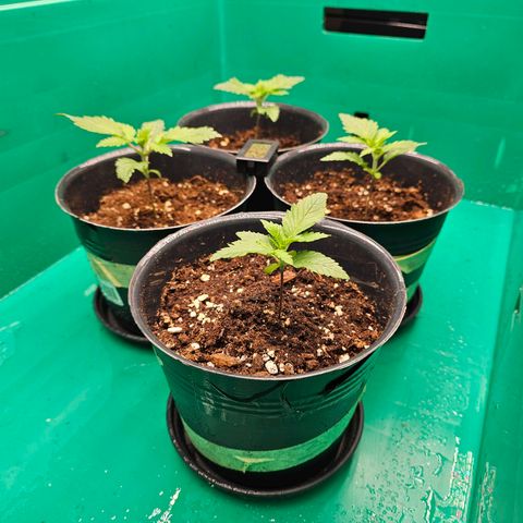 Special Queen #1 × ⁴St. growlog timeline photo