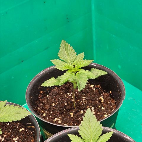 Special Queen #1 × ⁴St. growlog photo: Gewellte Blätter zum Teil.
- Womöglich Nachts einmal zu kalt (19-20°)
- Oder zu geringe RLF
- zu viel Licht ... etc.