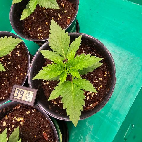 Special Queen #1 × ⁴St. growlog photo: Stabiler wuchs und Blätter deutlich weniger gewellt.