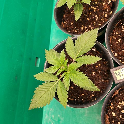 Special Queen #1 × ⁴St. growlog photo: Stabiler wuchs und Blätter deutlich weniger gewellt.