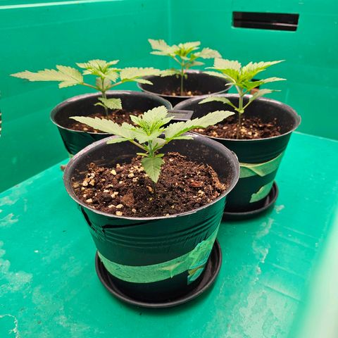 Special Queen #1 × ⁴St. growlog photo: Stabiler wuchs und Blätter deutlich weniger gewellt.