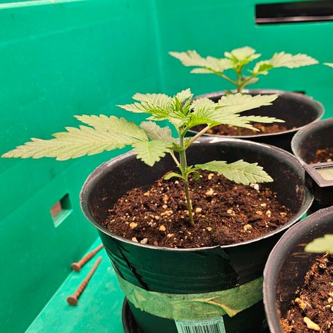 Special Queen #1 × ⁴St. growlog photo: Stabiler wuchs und Blätter deutlich weniger gewellt.