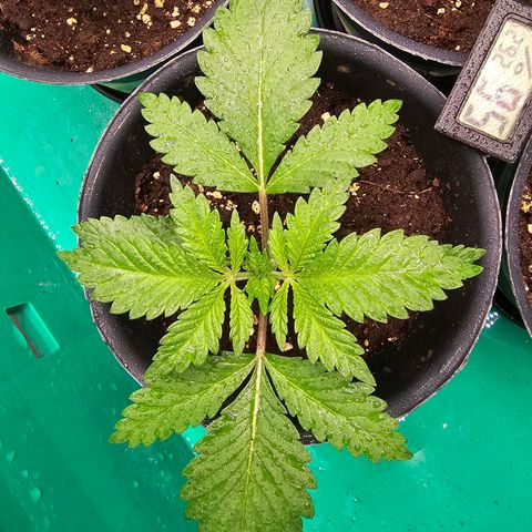 Special Queen #1 × ⁴St. growlog photo: Stabiler wuchs und Blätter deutlich weniger gewellt.