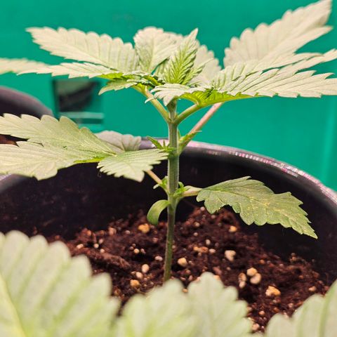 Special Queen #1 × ⁴St. growlog timeline photo